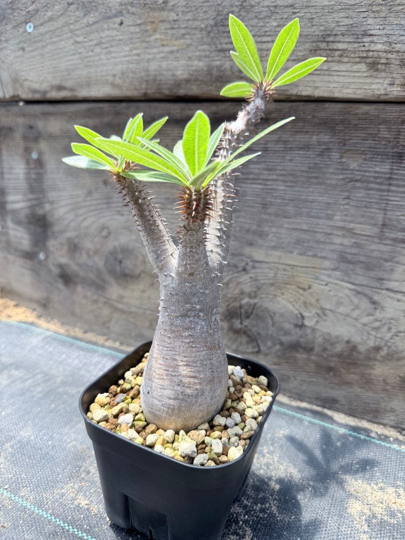 GP パキポディウム マカイエンセ　現地球