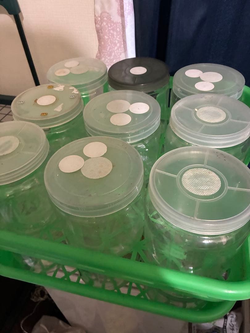 菌糸ボトル まとめ売り