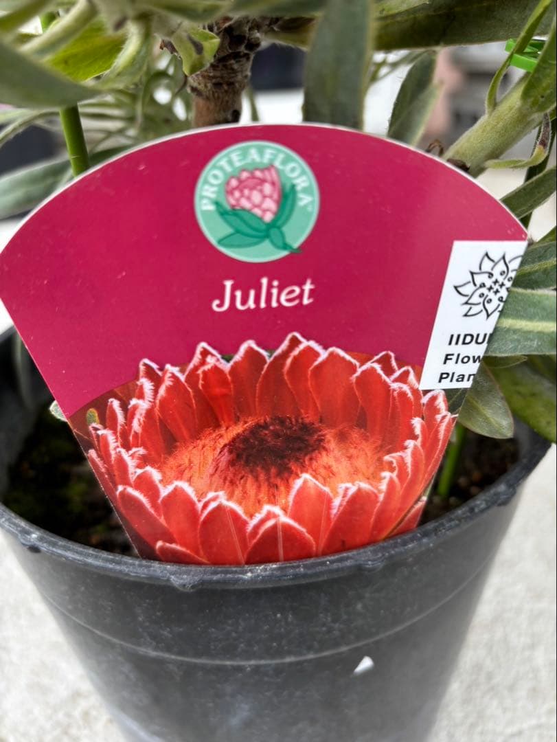 プロテア　ジュリエット　6フラワー！