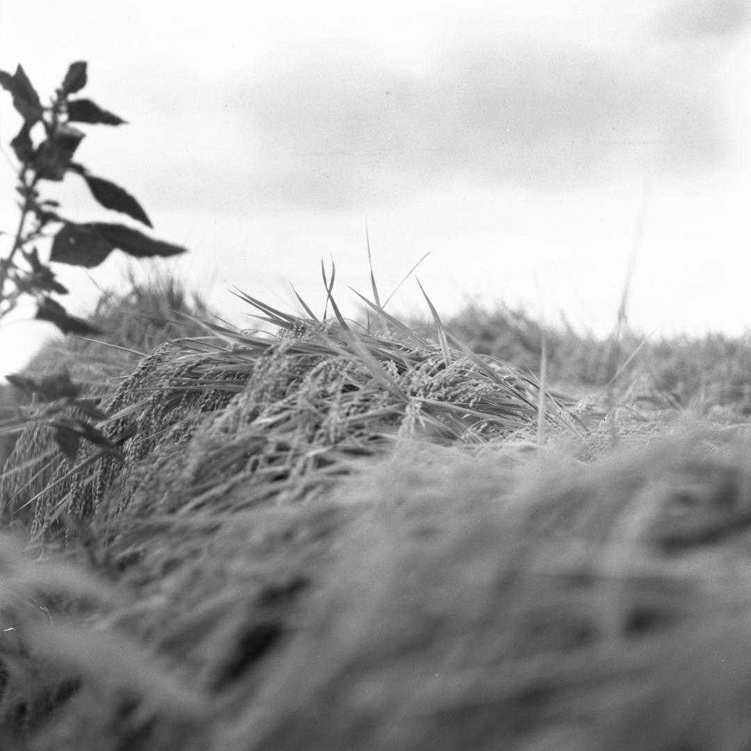 【作例あり】動作品　YASHICA D　二眼レフ