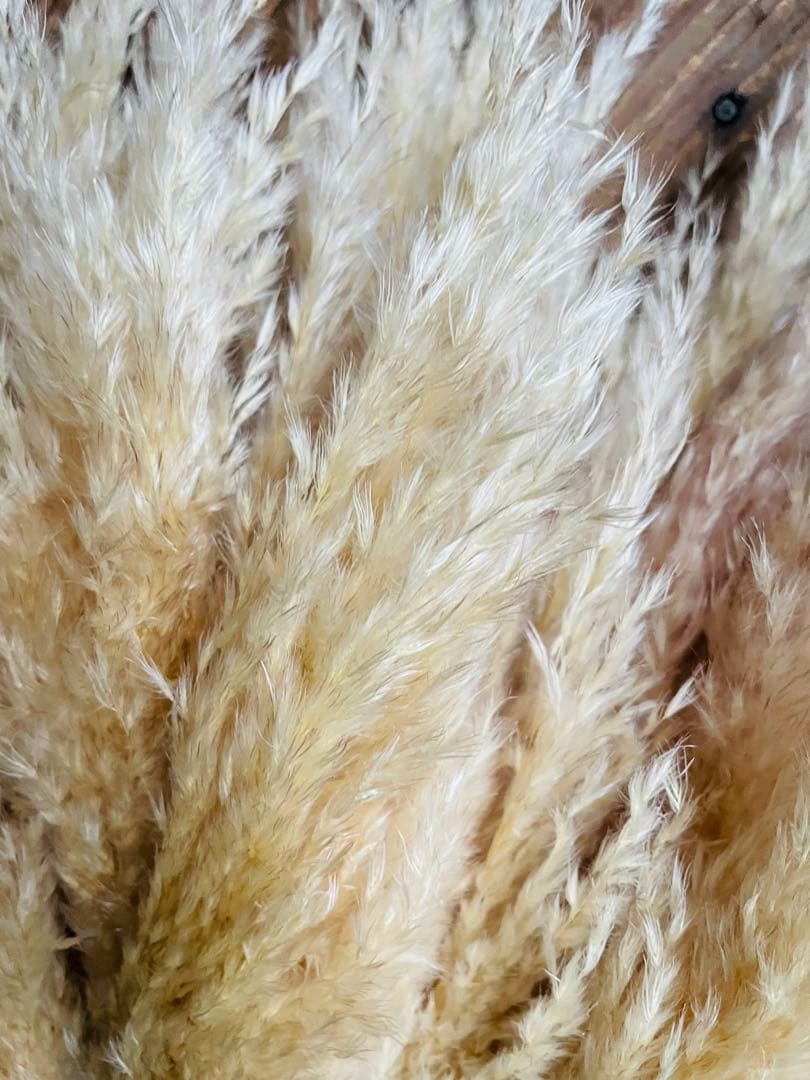 専用ページ　パンパスグラス