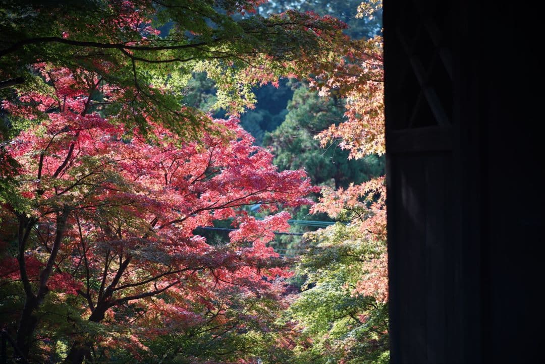 【動作確認済】OLYMPUS ペン用 100mm f3.5純正フード&キャップ付