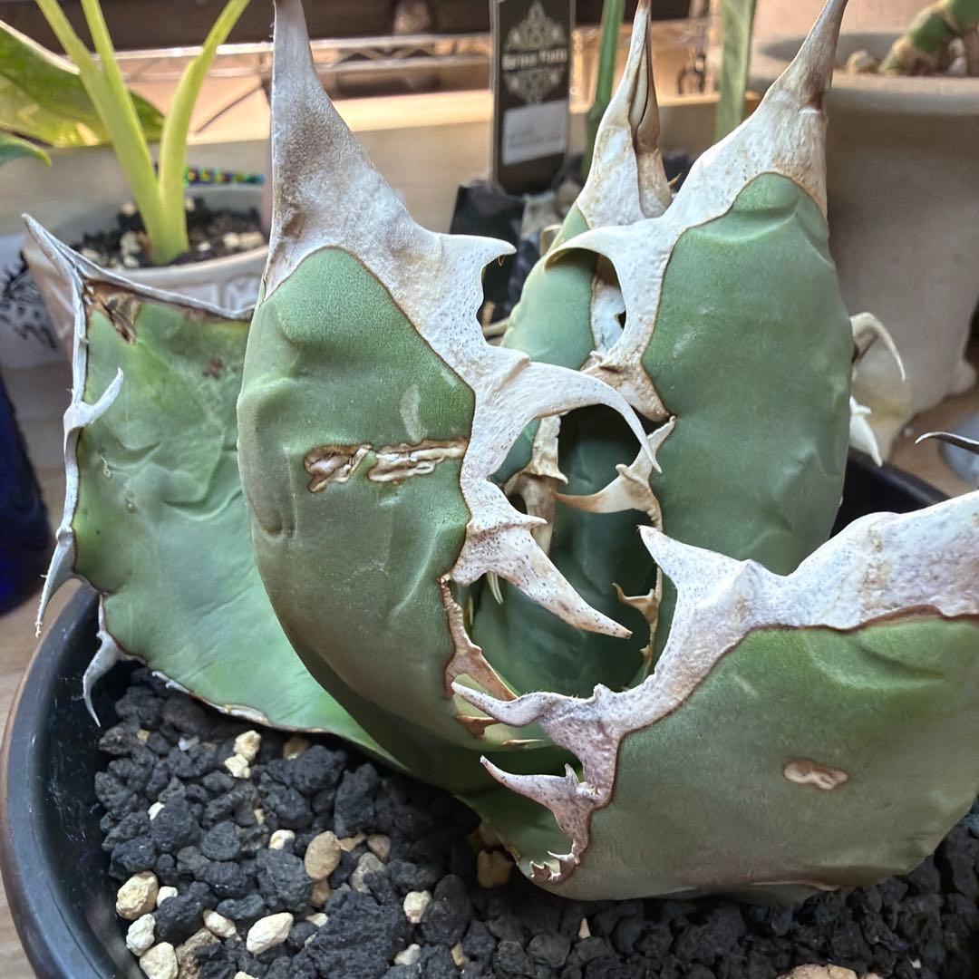 p*n様 アガベ　オアハカ　現地球