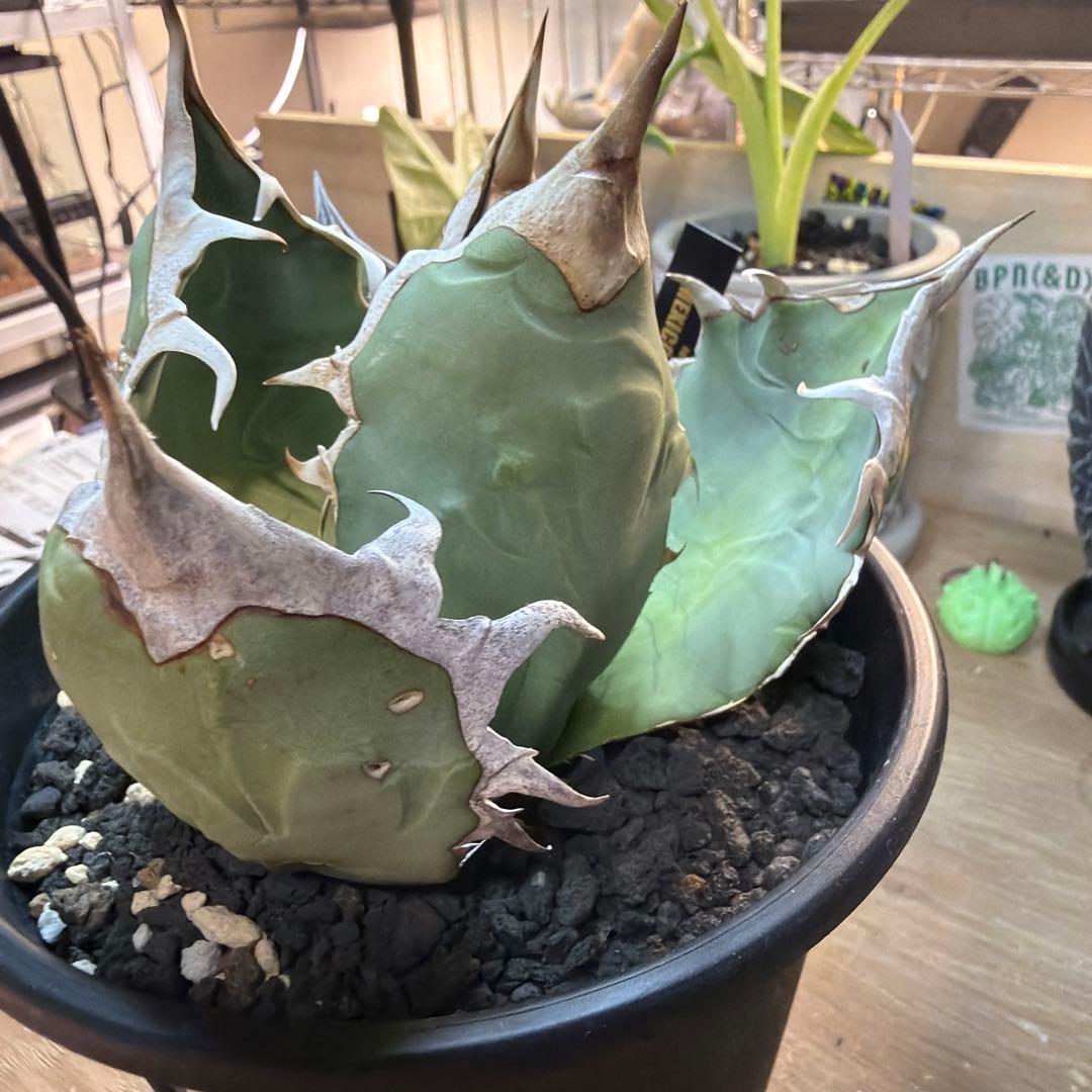 p*n様 アガベ　オアハカ　現地球