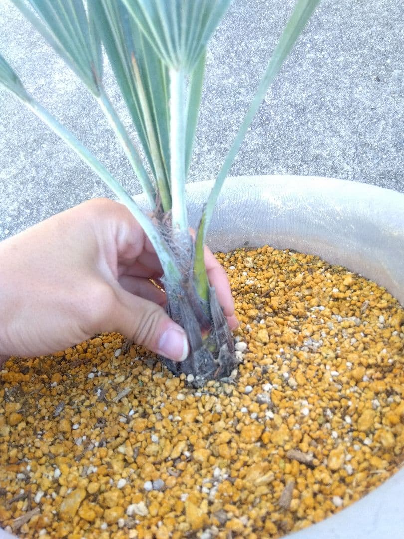 ブラヘアアルマータ　9号鉢つき　幹太❗細葉❗　③