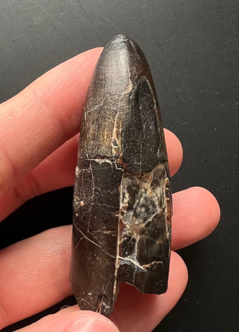 サルコスクスの歯　ワニ　恐竜　化石　白亜紀　ニジェール