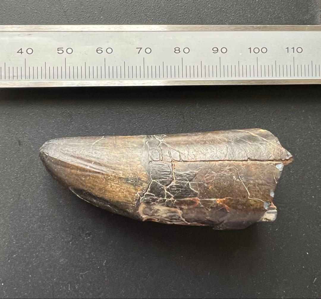 サルコスクスの歯　ワニ　恐竜　化石　白亜紀　ニジェール