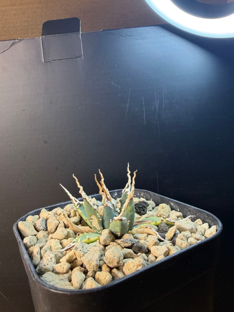 K*U様 アガベ　ユタエンシス　エボリスピナ　陽炎 実生　鉢ごと