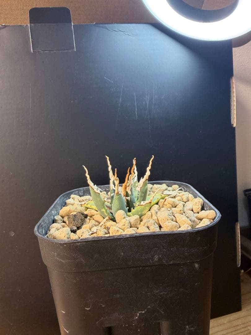 K*U様 アガベ　ユタエンシス　エボリスピナ　陽炎 実生　鉢ごと