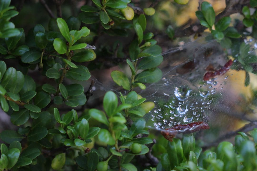インダスター　オールドレンズ　星