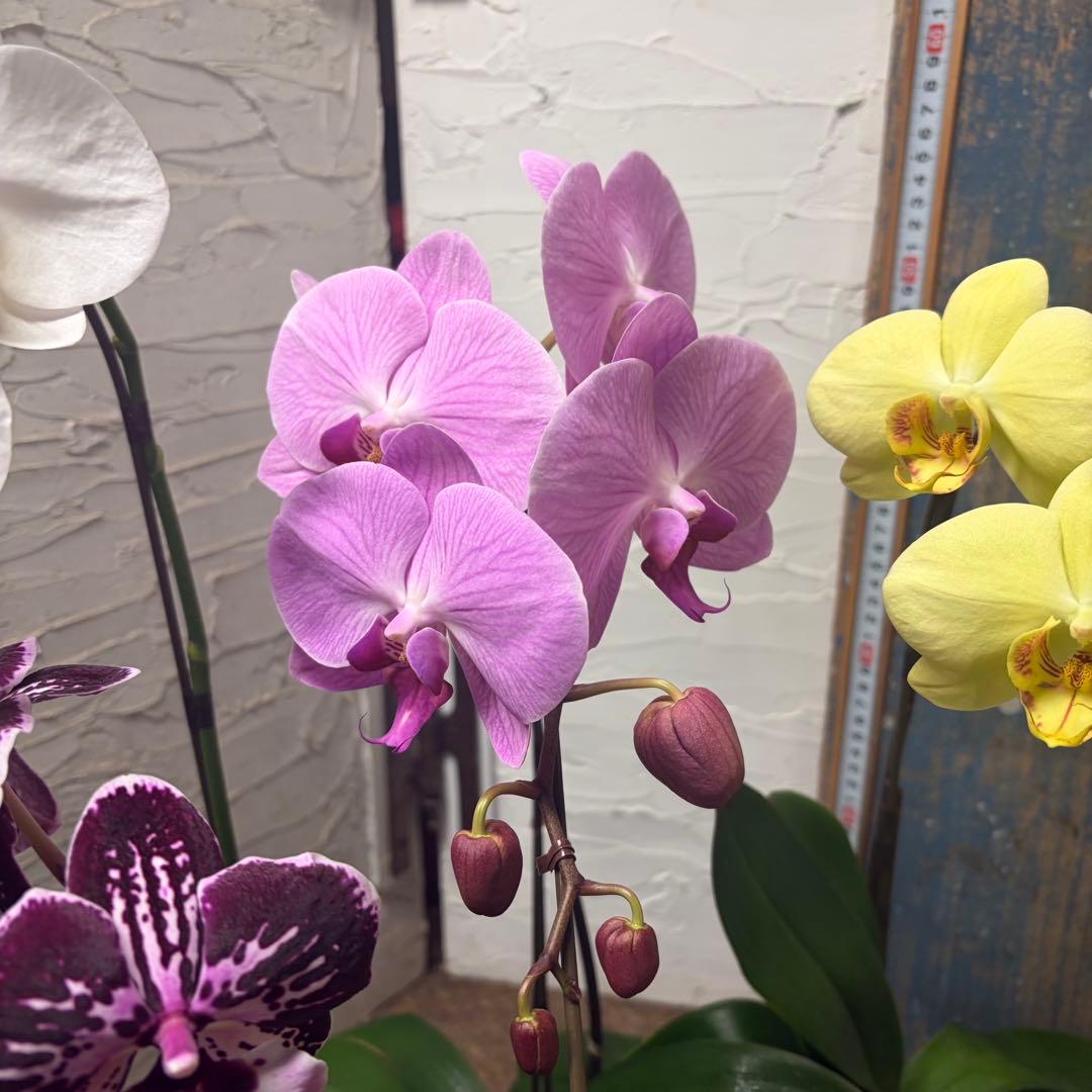 あ*み様 胡蝶蘭　8種8ポット ファレノプシス