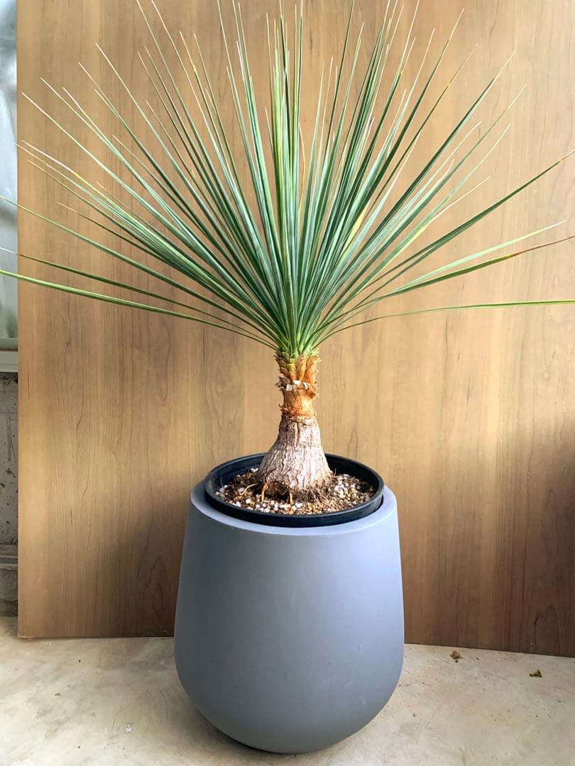 ボーカルネア・ストリクタ