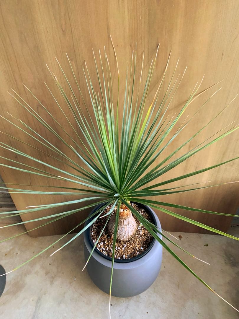 ボーカルネア・ストリクタ