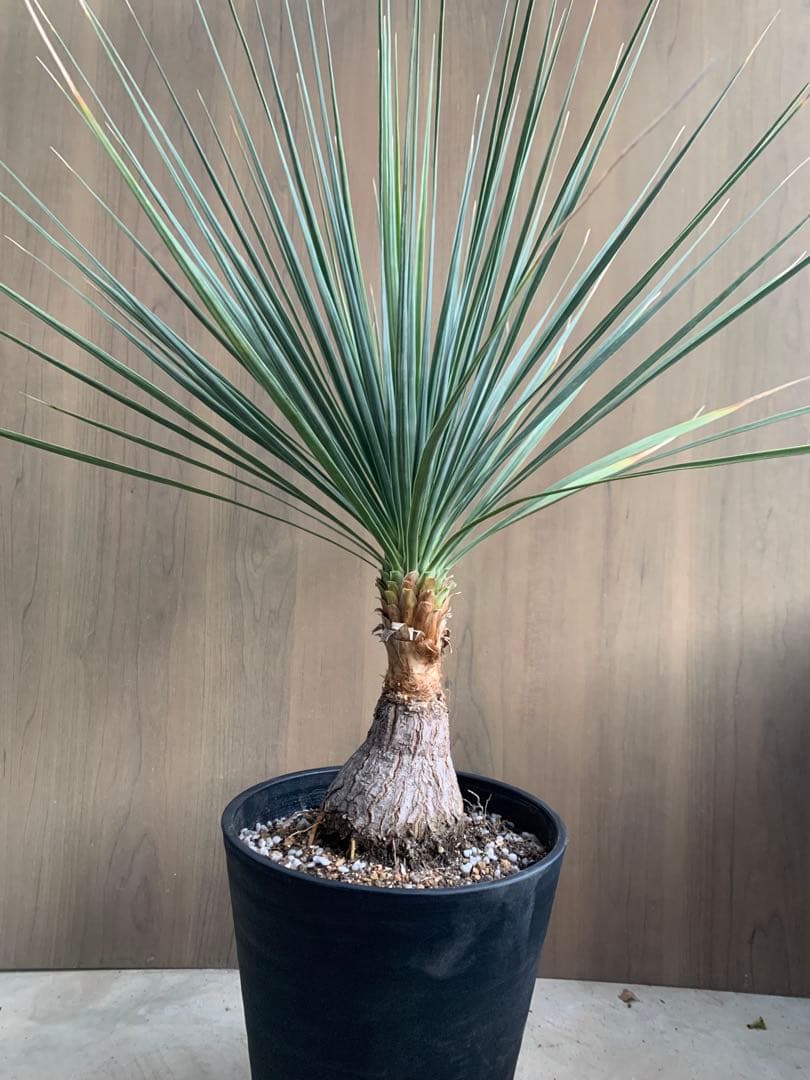 ボーカルネア・ストリクタ