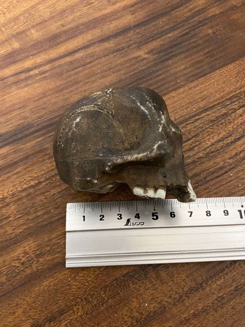 骨董髑髏陶器製スカル ダークブラウン