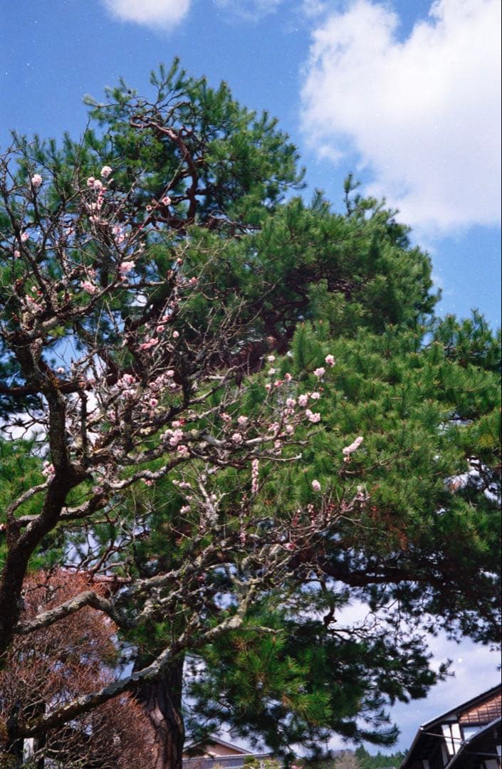 Canon QL 17 整備品、テスト撮影済み　292705