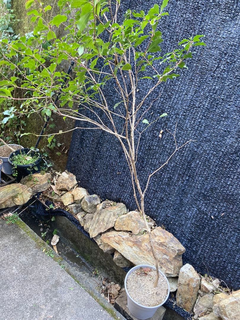 山採り　アセビ　馬酔木　約　170センチ