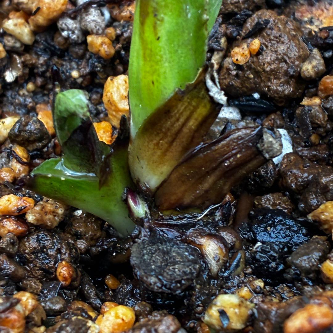 t*k様 3473☘️花付き☘️希少☘️極上☘️親株☘️⭐️黒⭐️多弁⭐️整形花