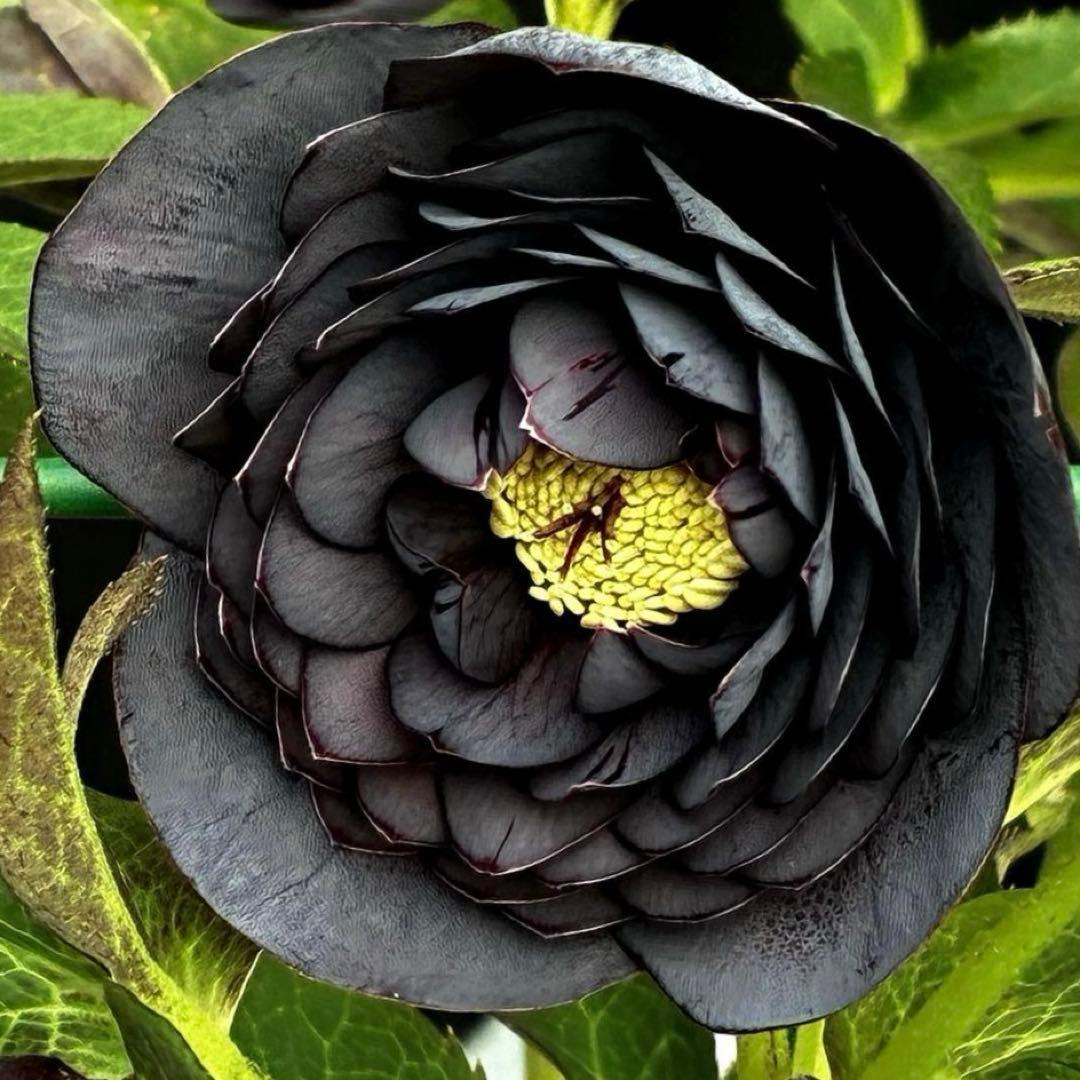 t*k様 3473☘️花付き☘️希少☘️極上☘️親株☘️⭐️黒⭐️多弁⭐️整形花