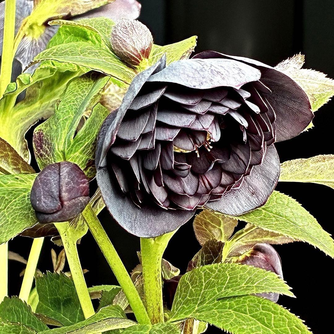 t*k様 3473☘️花付き☘️希少☘️極上☘️親株☘️⭐️黒⭐️多弁⭐️整形花