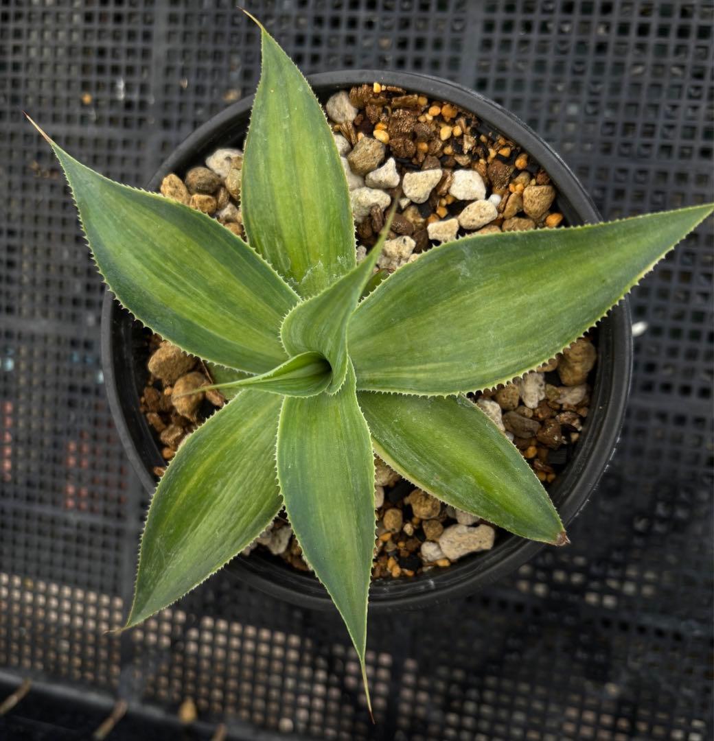 メルカリ便発送‼︎　ブルーフレーム　縞斑　鉢付き発送‼︎