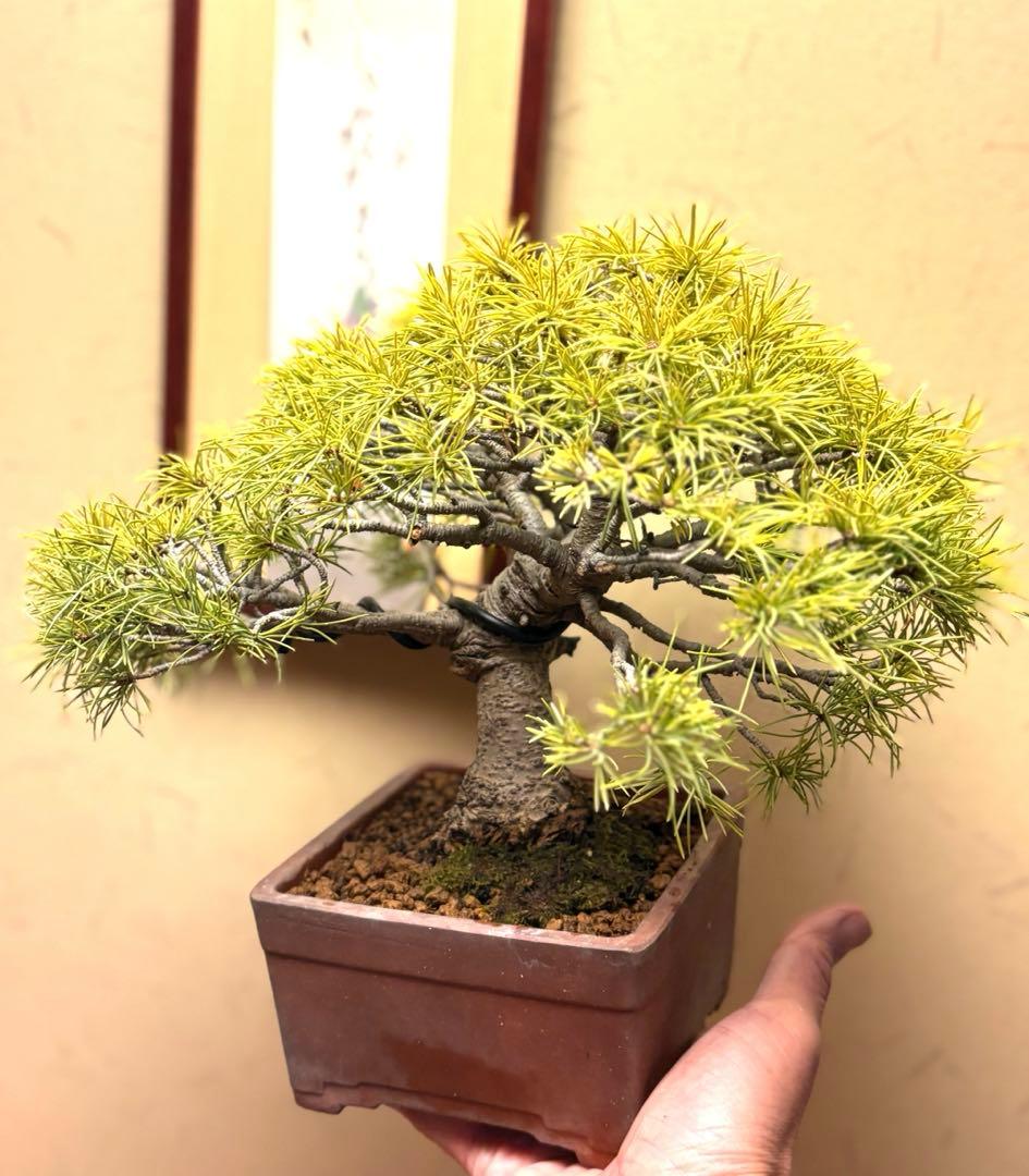 五葉松盆栽❗️見応えアリ❗️