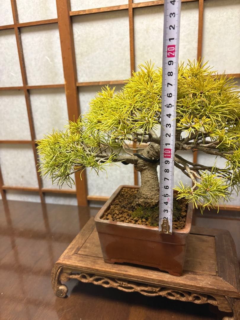 五葉松盆栽❗️見応えアリ❗️