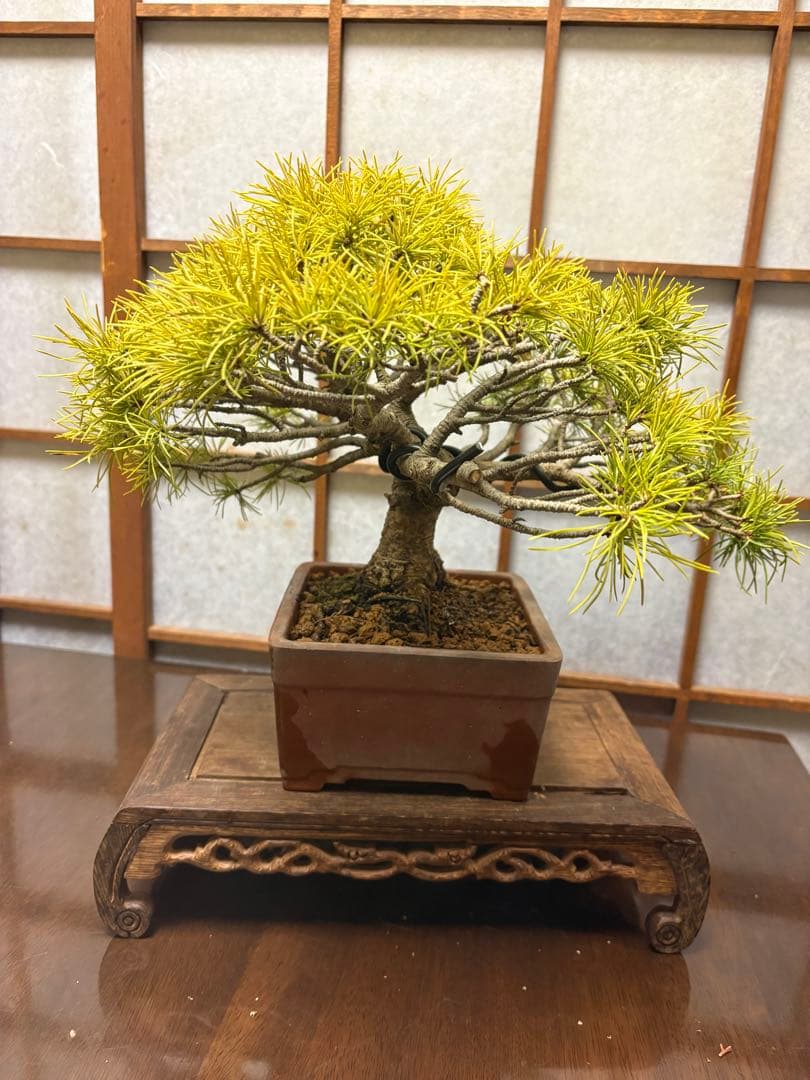 五葉松盆栽❗️見応えアリ❗️