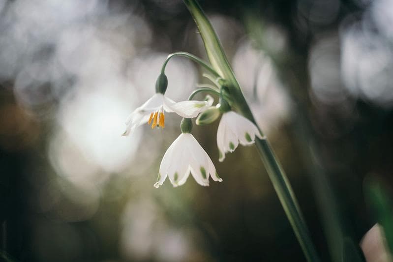 32　初期型　Helios44-2 　新品同様　ヘリオス