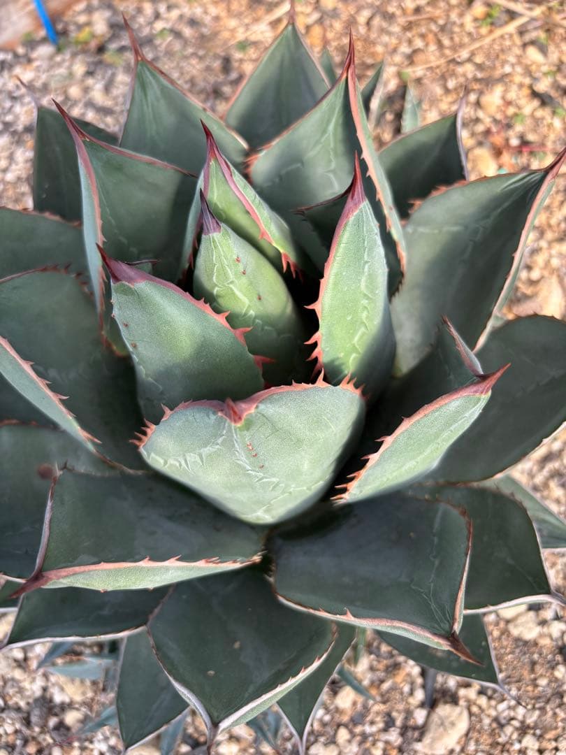 AGB33　アガベ　アリゾニカ　丸葉