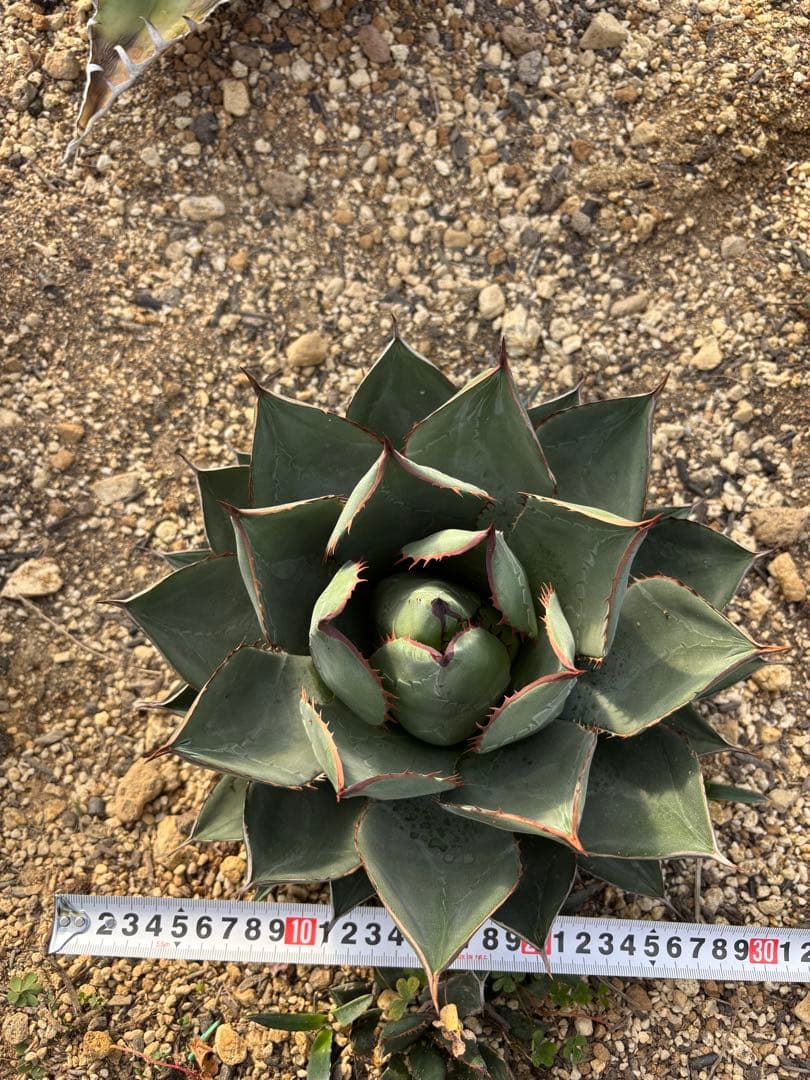 AGB33　アガベ　アリゾニカ　丸葉