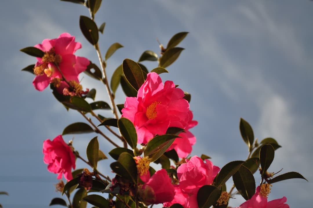 『完動美品』Nikon D5000 レンズキット AF-S DX 18-55mm