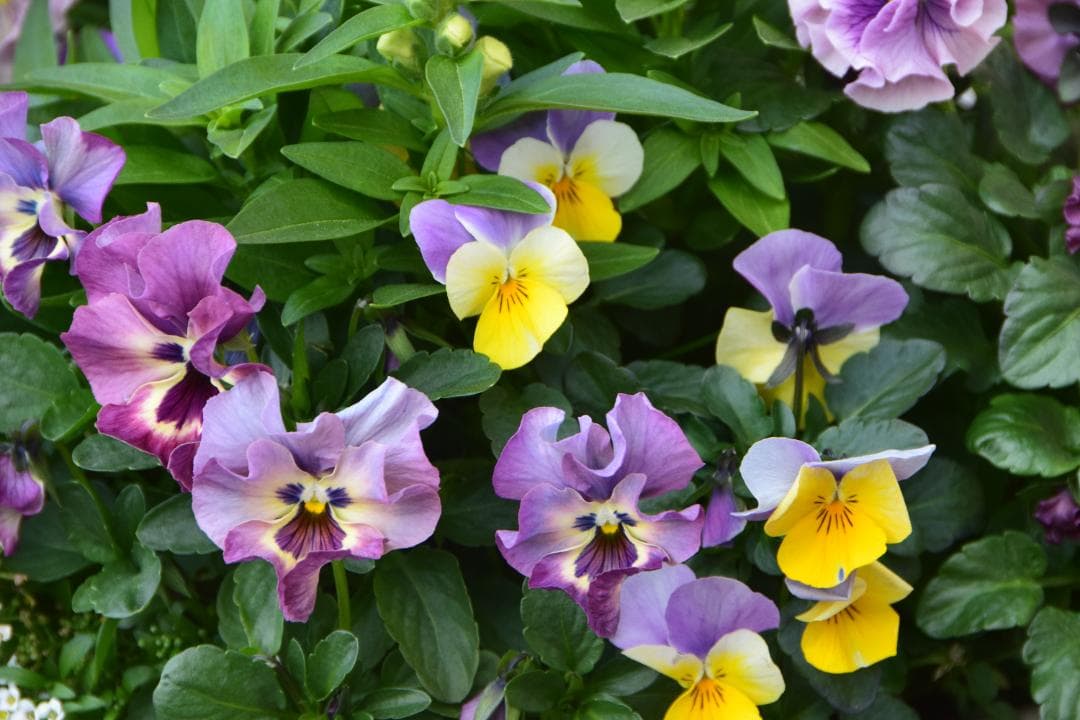 【作成あり】Nikon AF-S 18-200mm VR　手振れ補正　中望遠