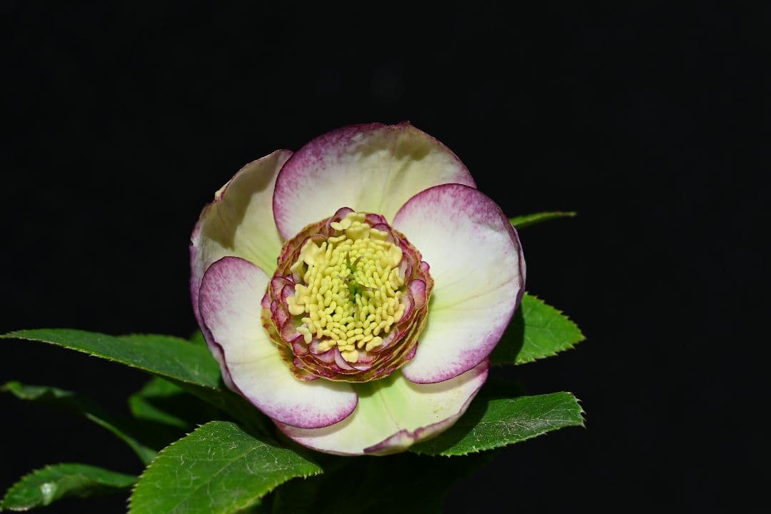 クリスマスローズ　認定モーリーバイカラー　加藤農園