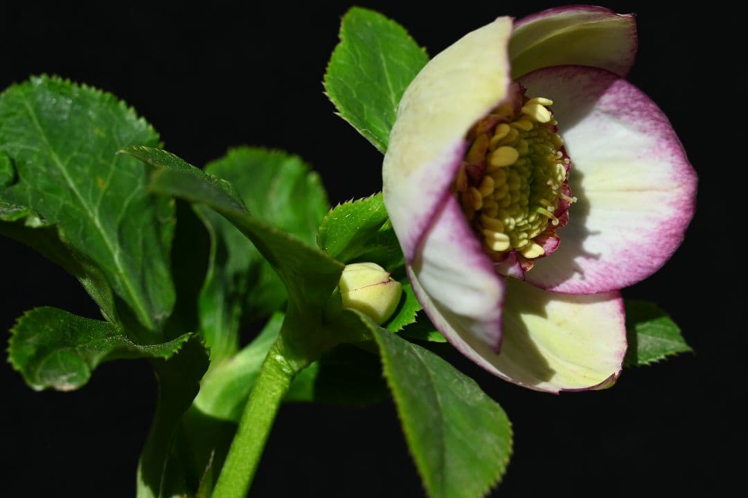 クリスマスローズ　認定モーリーバイカラー　加藤農園