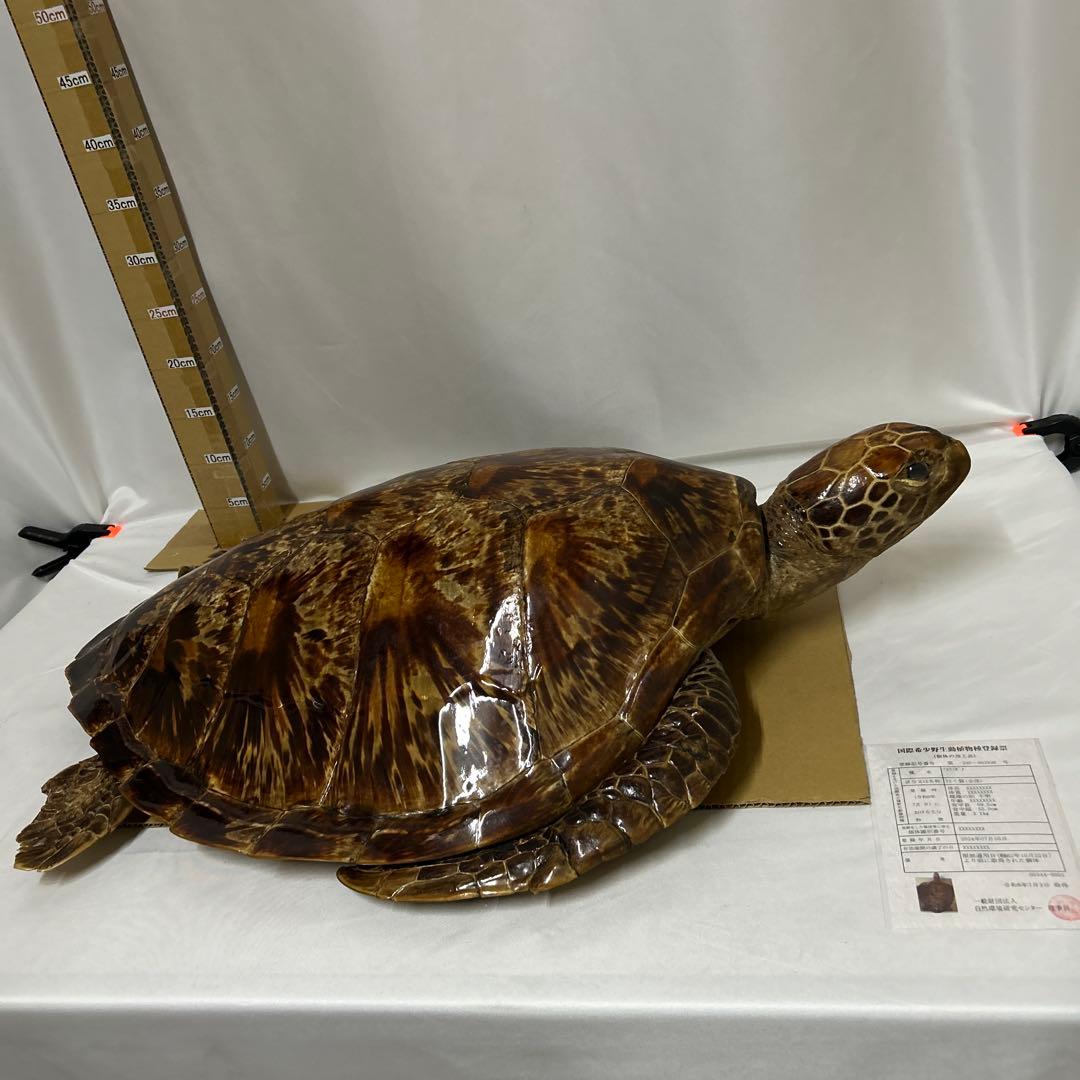 アオウミガメの剥製　〔国際希少野生動植物種登録票有り〕
