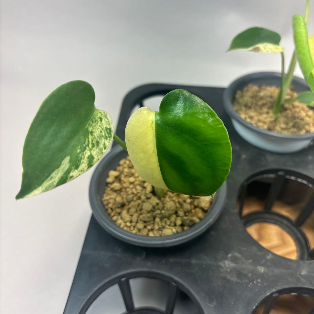 ア*)様 5株セットL036 【特別選抜】ホワイトモンスター／天津蘭 モンステラ