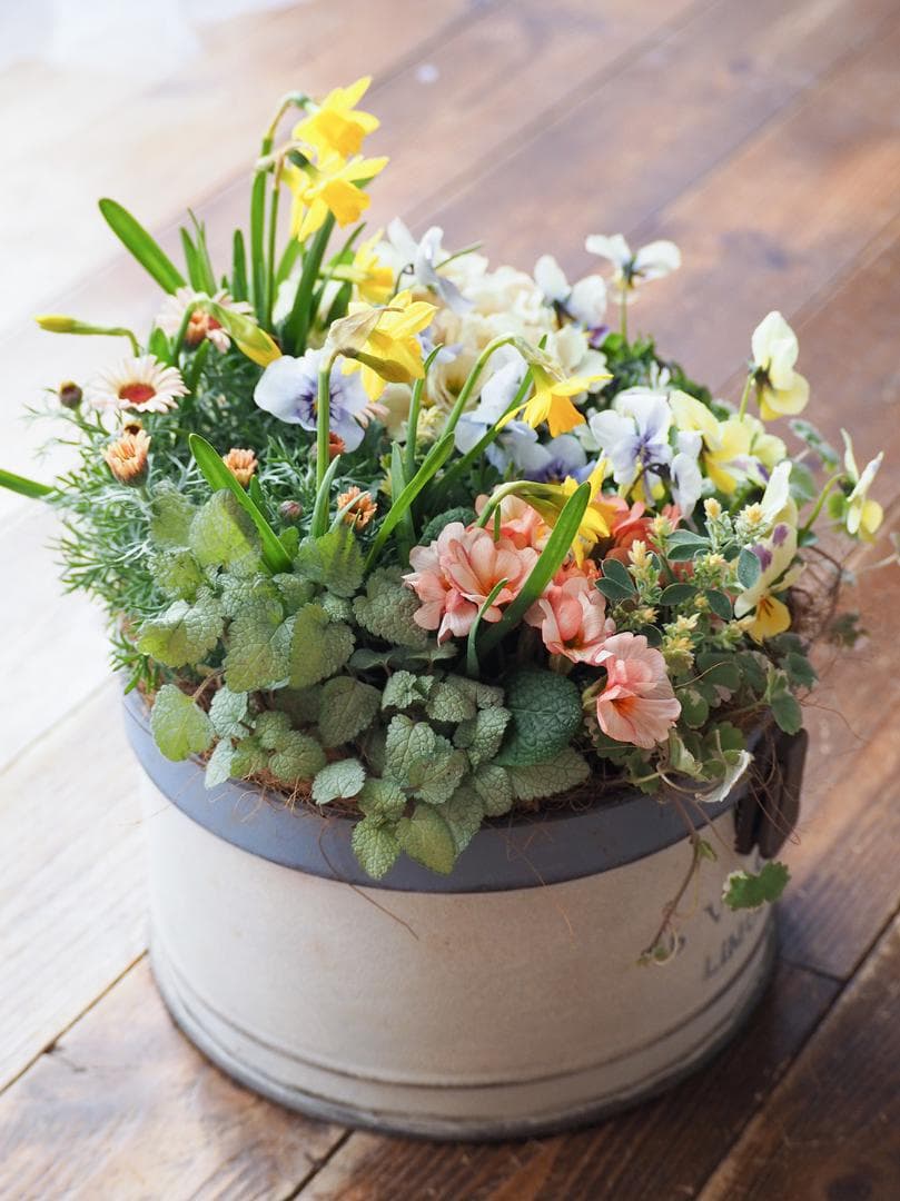 キュートなブリキポットの春色寄せ植え