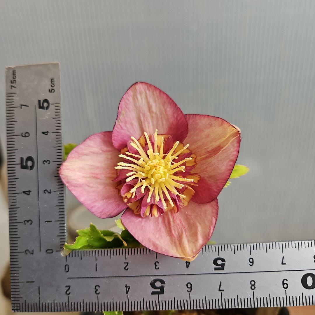 sunshine様ご購入苗㉖-285クリスマスローズ