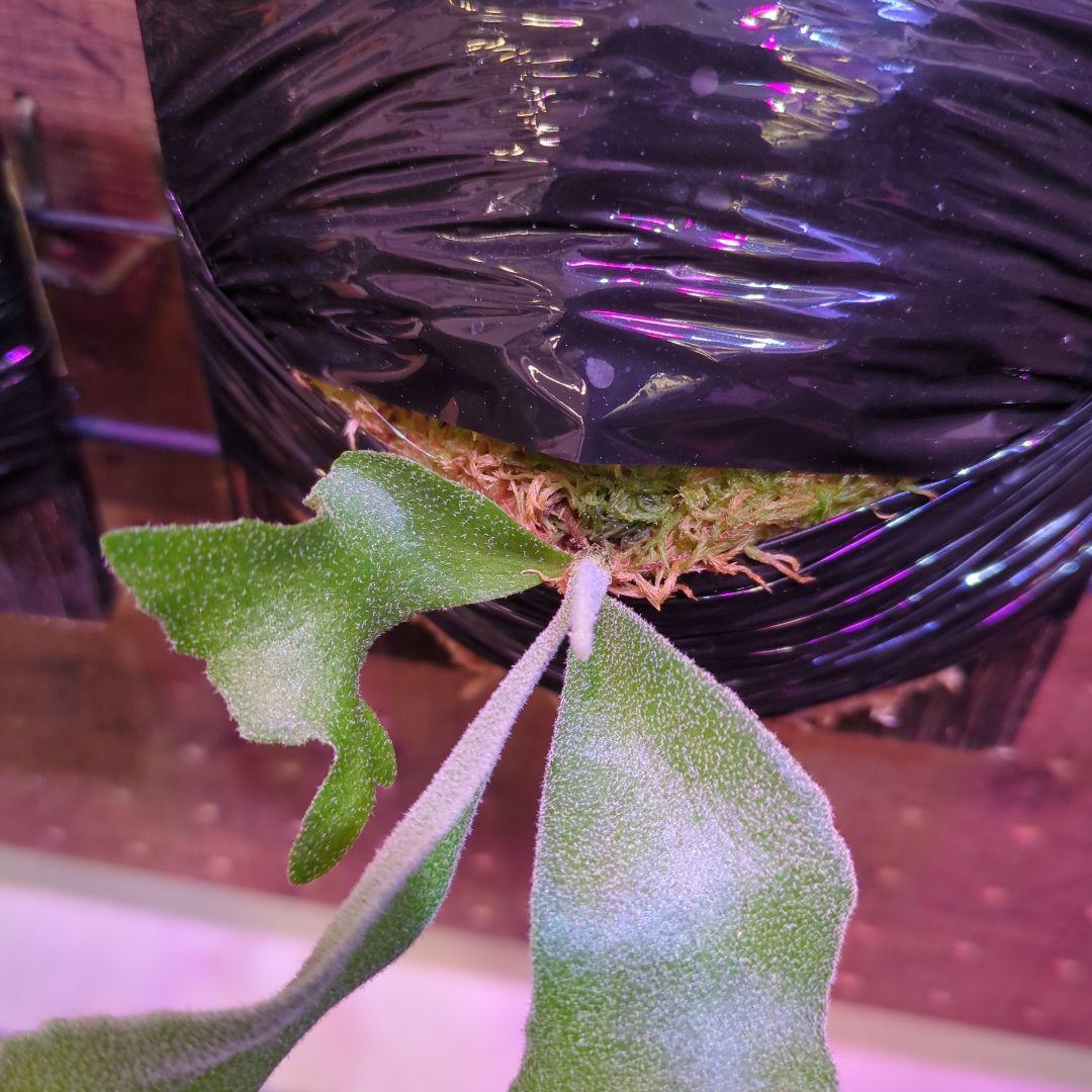 し*け様 【2/7(土)迄】7品種セット/ビカクシダ