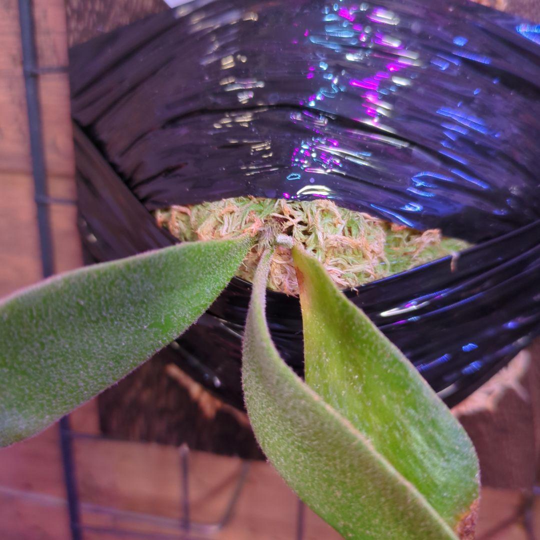 し*け様 【2/7(土)迄】7品種セット/ビカクシダ