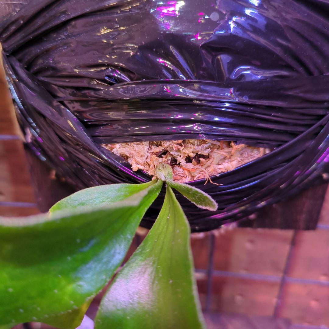 し*け様 【2/7(土)迄】7品種セット/ビカクシダ