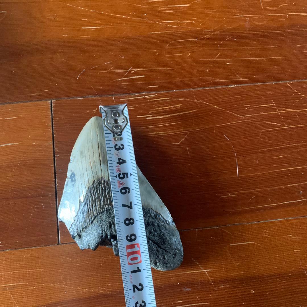 メガロドンの歯の化石