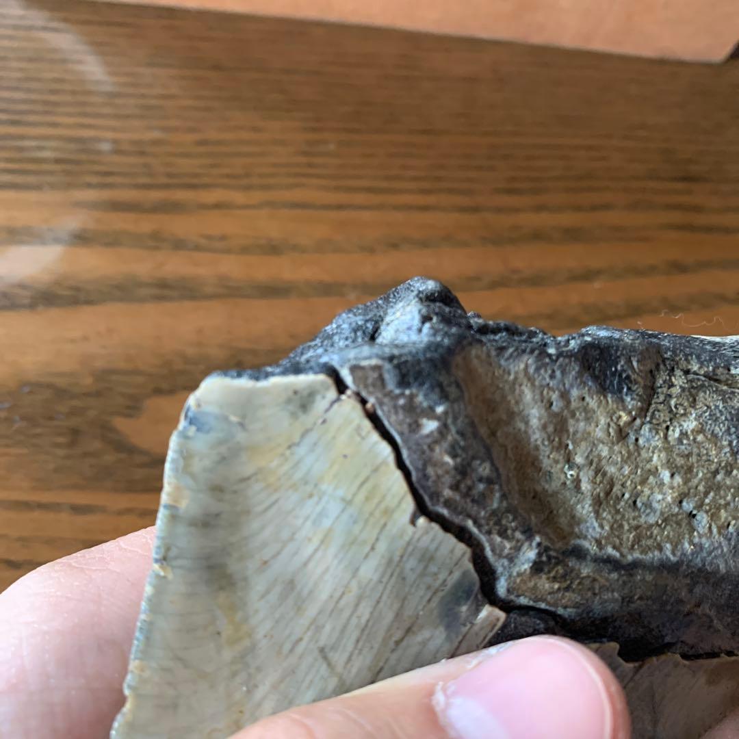 メガロドンの歯の化石