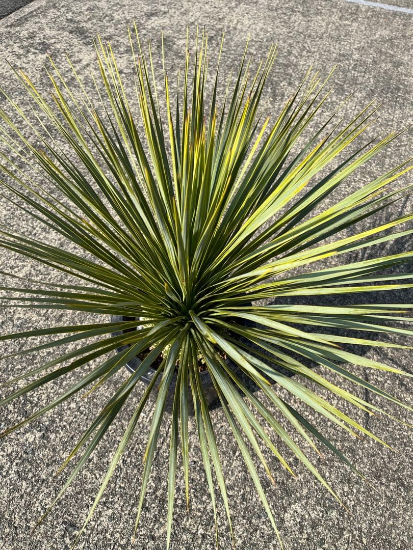 ゴナ‼️ ユッカ　ロストラータ　20