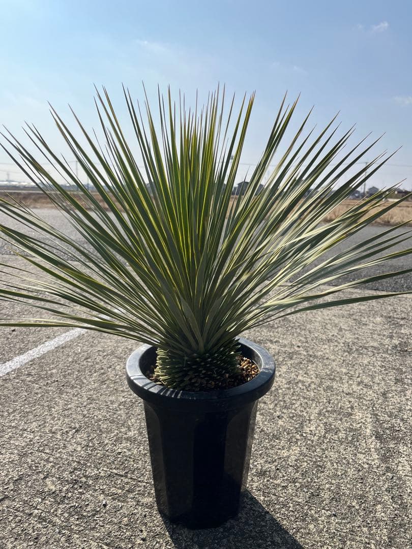 ゴナ‼️ ユッカ　ロストラータ　20