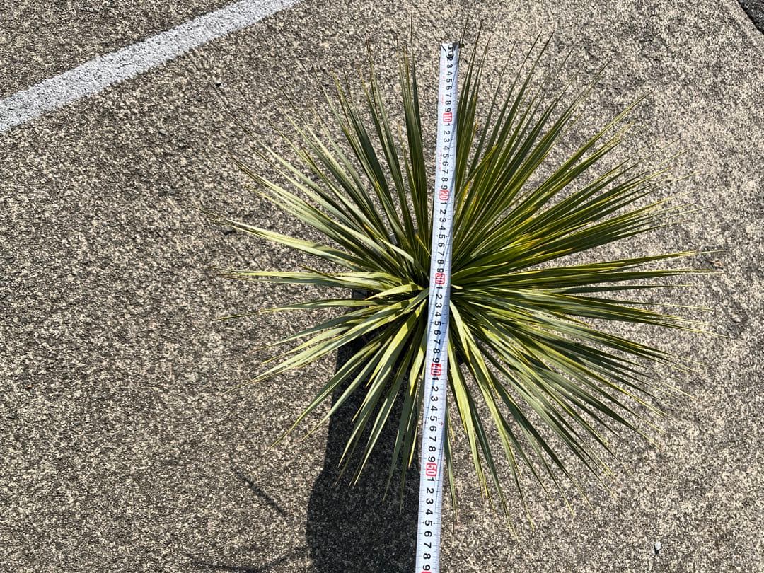 ゴナ‼️ ユッカ　ロストラータ　20