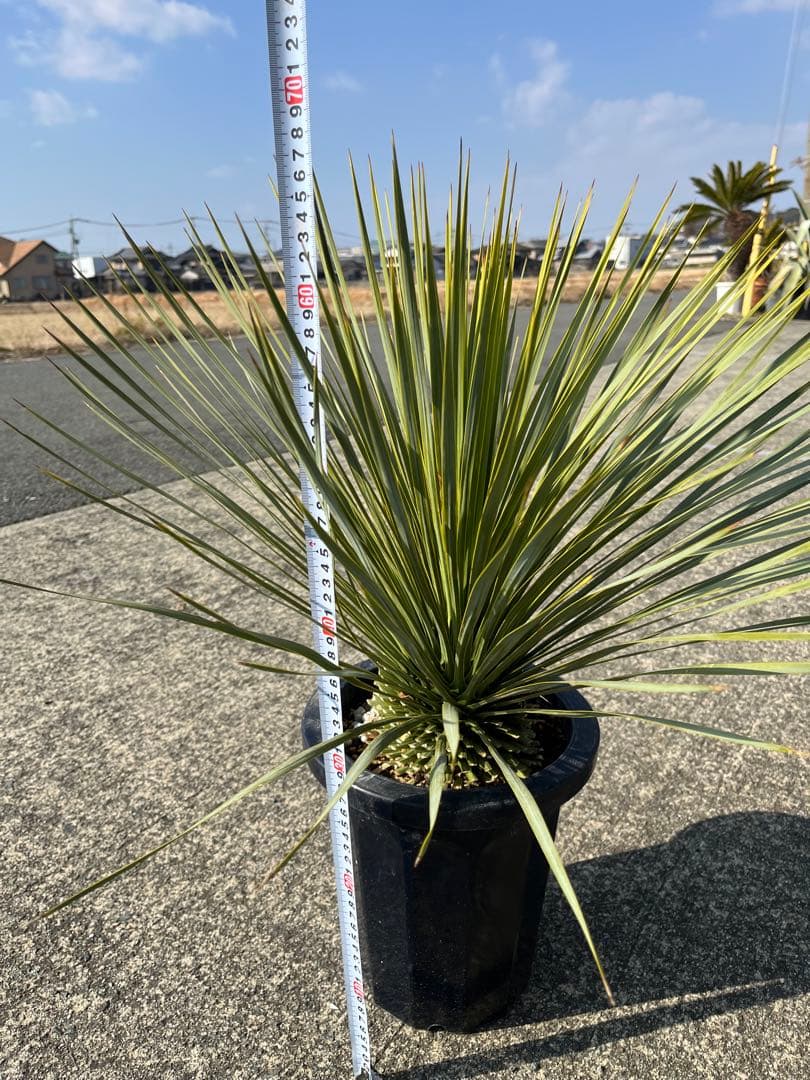 ゴナ‼️ ユッカ　ロストラータ　20