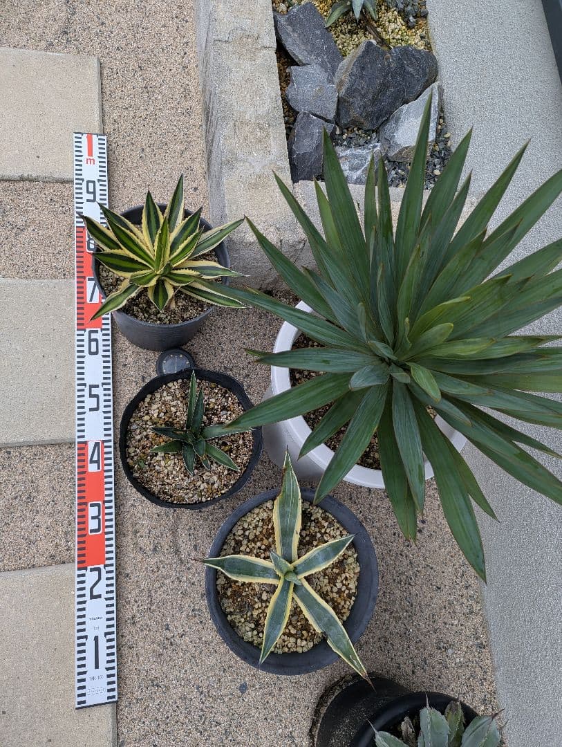 h*d様 ドライガーデン　セット　【ロファンサ、ケルチョベイ、アメリカーナ錦、グ