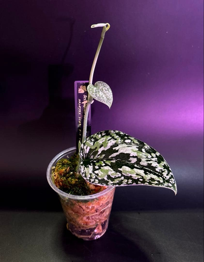 スキンダプサス　綺麗な　セットL2